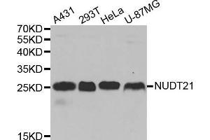 Western blot analysis of extracts of various cell lines, using NUDT21 antibody. (NUDT21 antibody  (AA 1-227))