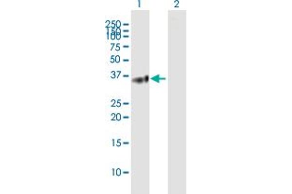 BTN3A2 antibody  (AA 1-334)