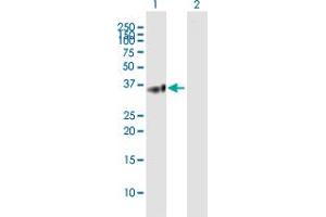 Western Blot analysis of BTN3A2 expression in transfected 293T cell line by BTN3A2 MaxPab polyclonal antibody. (BTN3A2 antibody  (AA 1-334))