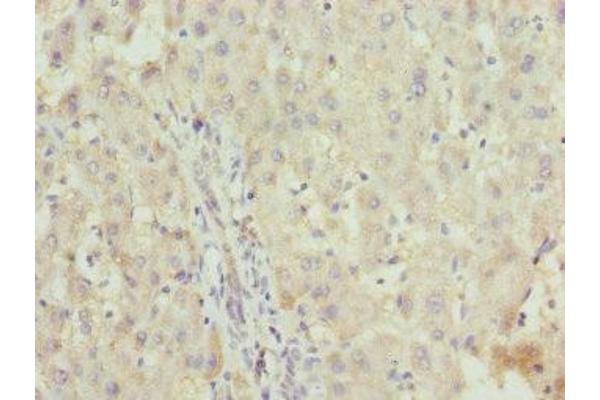 ZNF253 antibody  (AA 80-300)