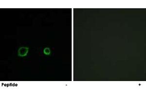 Immunofluorescence analysis of A-549 cells, using CNTN4 polyclonal antibody .