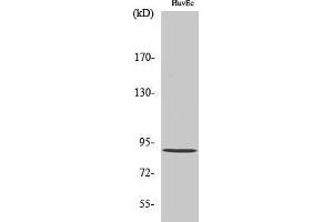 Western Blotting (WB) image for anti-Zinc Finger, FYVE Domain Containing 20 (ZFYVE20) (Internal Region) antibody (ABIN3186642) (Rabenosyn 5 antibody  (Internal Region))