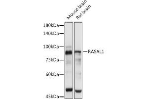 Western blot analysis of extracts of various cell lines, using R antibody (ABIN7269873) at 1:3000 dilution. (RASAL1 antibody  (AA 120-340))