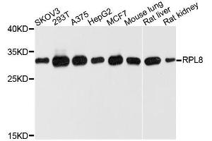 Western blot analysis of extracts of various cell lines, using RPL8 antibody. (RPL8 antibody  (AA 1-257))