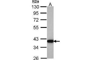 WB Image Sample (30 ug of whole cell lysate) A: Hela 10% SDS PAGE HSD3a antibody antibody diluted at 1:1000