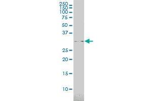 USF1 monoclonal antibody (M01), clone 3F6 Western Blot analysis of USF1 expression in K-562 . (USF1 antibody  (AA 1-310))