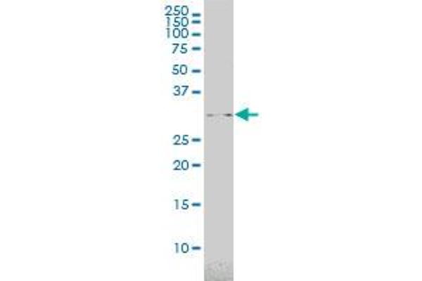 USF1 antibody  (AA 1-310)