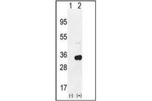 Western blot analysis of RPS6 (arrow) using RPS6 Antibody(Ser240/244) Cat. (RPS6 antibody  (AA 227-257))