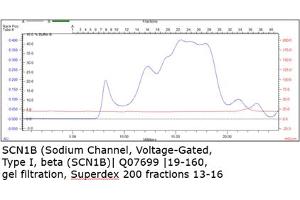 Size-exclusion chromatography-High Pressure Liquid Chromatography (SEC-HPLC) image for Sodium Channel, Voltage-Gated, Type I, beta (SCN1B) (AA 19-160) protein (MBP tag,His tag) (ABIN3099457) (SCN1B Protein (AA 19-160) (MBP tag,His tag))