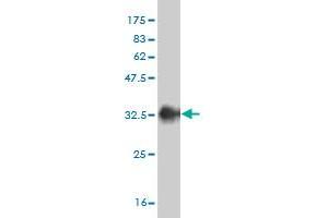 Western Blotting (WB) image for anti-serum/glucocorticoid Regulated Kinase 2 (SGK2) (AA 293-367) antibody (ABIN564375)