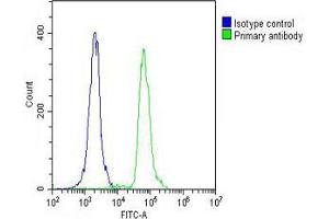Overlay histogram showing THP-1 cells stained with Antibody (green line). (MDM2 antibody  (AA 141-176))