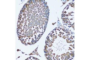 Immunohistochemistry of paraffin-embedded mouse testis using SQS/FDFT1 antibody (ABIN6130393, ABIN6140567, ABIN6140568 and ABIN6221824) at dilution of 1:100 (20x lens). (FDFT1 antibody  (AA 1-260))