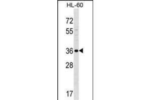 SPOCK3 Antibody (N-term) (ABIN1539316 and ABIN2849364) western blot analysis in HL-60 cell line lysates (35 μg/lane). (SPOCK3 antibody  (N-Term))