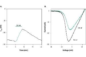 omega-agatoxin IVA peptide
