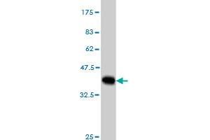 MYBPC1 antibody  (AA 506-603)