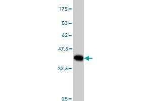 Western Blot detection against Immunogen (36. (MYBPC1 antibody  (AA 506-603))