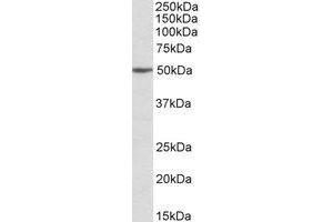 Western blot analysis: MON1A antibody staining of Jurkat lysate at 2 µg/ml (35µg protein in RIPA buffer). (MON1A antibody  (Internal Region))