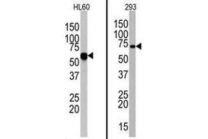 Image no. 1 for anti-Toll-Like Receptor 6 (TLR6) (N-Term) antibody (ABIN357054) (TLR6 antibody  (N-Term))