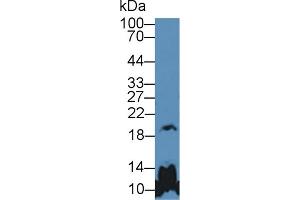 Western blot analysis of Mouse Cerebrum lysate, using Human GH Antibody (5 µg/ml) and HRP-conjugated Goat Anti-Rabbit antibody (