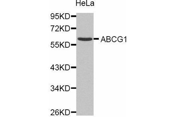 ABCG1 antibody  (AA 1-220)