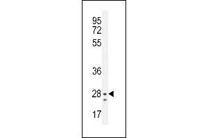 NIPSNB Antibody (C-term) (ABIN656029 and ABIN2845403) western blot analysis in mouse liver tissue lysates (35 μg/lane). (NIPSNAP3B antibody  (C-Term))