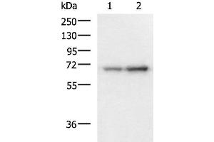 Western blot analysis of 293T and HepG2 cell lysates using PAIP1 Polyclonal Antibody at dilution of 1:1150