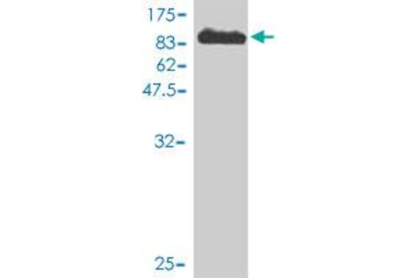 ECD/SGT1 antibody  (AA 1-644)