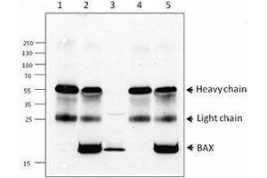 Western Blotting (WB) image for anti-BCL2-Associated X Protein (BAX) antibody (ABIN2666260) (BAX antibody)