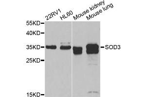 Western blot analysis of extracts of various cell lines, using SOD3 antibody. (SOD3 antibody)