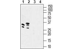 Western blot analysis of mouse brain lysate (lanes 1 and 3) and rat brain membranes (lanes 2 and 4): - 1, 2. (GSG1-Like antibody  (C-Term, Intracellular))