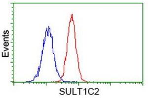 Image no. 3 for anti-Sulfotransferase Family, Cytosolic, 1C, Member 2 (SULT1C2) antibody (ABIN1501231) (SULT1C2 antibody)