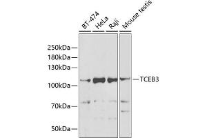 Western blot analysis of extracts of various cell lines, using TCEB3 antibody (ABIN6131620, ABIN6148938, ABIN6148939 and ABIN6222760) at 1:1000 dilution. (TCEB3 antibody  (AA 679-798))