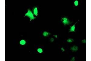 Anti-TAL1 mouse monoclonal antibody (ABIN2455270) immunofluorescent staining of COS7 cells transiently transfected by pCMV6-ENTRY TAL1 (RC222628). (TAL1 antibody)