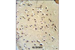 Lamin B1 Antibody IHC analysis in formalin fixed and paraffin embedded mouse brain tissue followed by peroxidase conjugation of the secondary antibody and DAB staining. (Lamin B1 antibody  (C-Term))