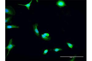 Immunofluorescence of purified MaxPab antibody to C8orf33 on HeLa cell. (C8orf33 antibody  (AA 1-229))