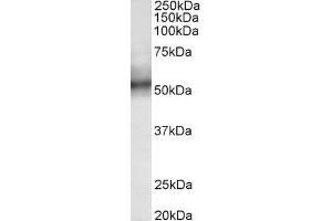 ABIN870699 (0. (TRIM11 antibody  (AA 249-263))