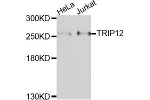 Western blot analysis of extracts of various cells, using TRIP12 antibody.