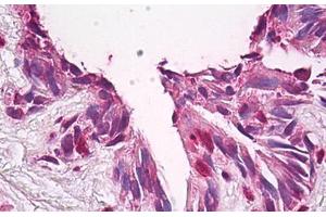 Anti-FUZ / FY antibody IHC staining of human lung.