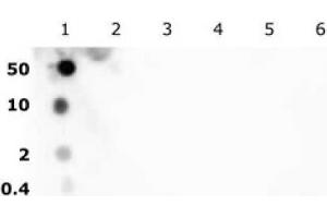 Dot Blot (DB) image for anti-Histone H2B (acLys5) antibody (ABIN2668338) (Histone H2B antibody  (acLys5))