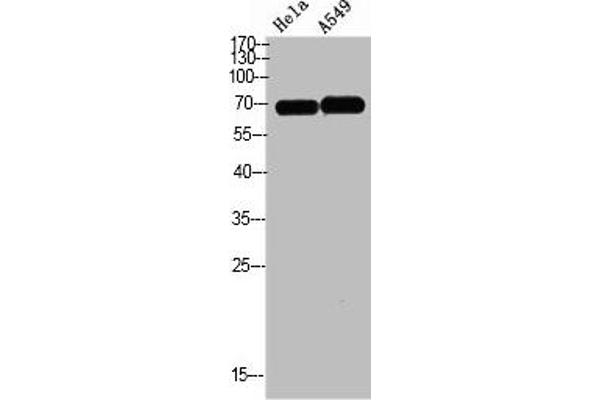 DCT antibody  (AA 1268-1341)
