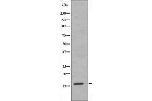 Western blot analysis of extracts from HeLa cells using MRPL14 antibody.