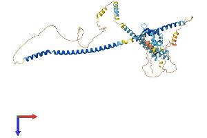 Coiled-Coil Domain Containing 48 (CCDC48) (AA 1-558) protein (His tag)