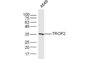 A549 cell lysates probed with Rabbit Anti-TROP2 Polyclonal Antibody, Unconjugated  at 1:500 for 90 min at 37˚C. (TACSTD2 antibody  (AA 221-322))