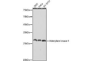 Western blot analysis of extracts of various cell lines, using Adenylate kinase 4 antibody (ABIN7265467) at 1:1000 dilution. (AK4 antibody)
