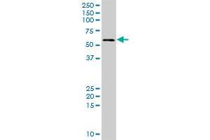 DEPDC7 MaxPab polyclonal antibody. (DEPDC7 antibody  (AA 1-511))
