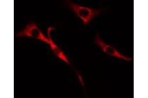 ABIN6272650 staining Hela cells by IF/ICC. (CDC37L1 antibody  (Internal Region))
