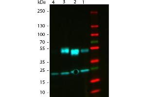 Western Blot of ATTO 488 Rabbit Anti-Mouse IgG (gamma 1, 2a, 2b, 3) secondary antibody. (Rabbit anti-Mouse IgG Antibody (Atto 488) - Preadsorbed)