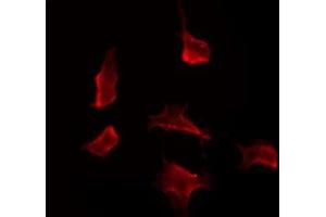 ABIN6275952 staining RAW264. (GPR109 antibody)