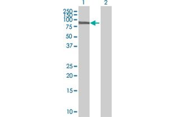 FBXO7 antibody  (AA 1-522)