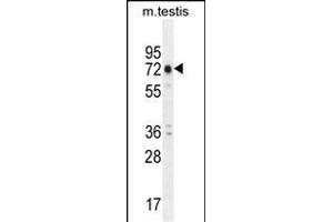 ANKRD5 Antibody (C-term) (ABIN655210 and ABIN2844824) western blot analysis in mouse testis tissue lysates (35 μg/lane).